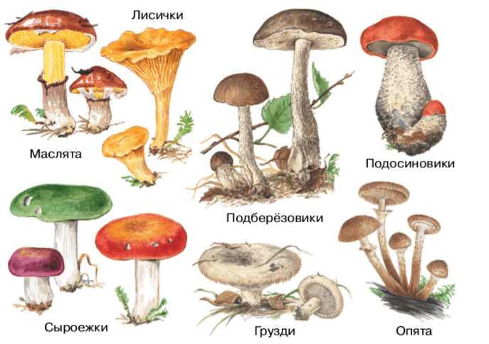 Решение рисунок 1