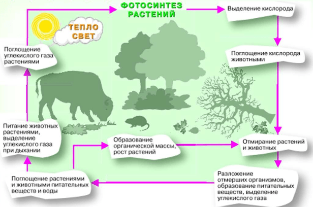 Решение рисунок 1
